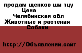 продам щенков ши-тцу › Цена ­ 20 000 - Челябинская обл. Животные и растения » Собаки   